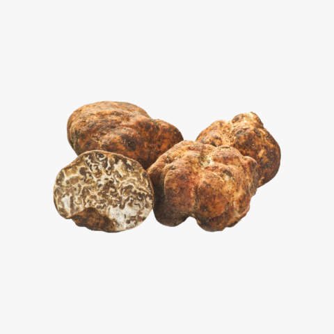Fresh Bianchetto Truffle or “Marzuolo”