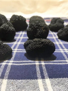 Tartufi Neri Estivi dopo la raccolta