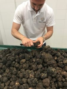 Grande quantità di tartufo nero estivo selezionato da Tartuber