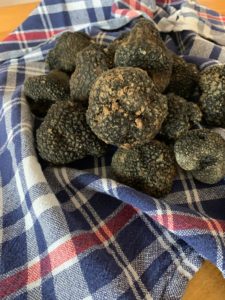 Tartufo nero estivo fresco appena raccolto