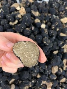 Tartufo nero estivo fresco in primo piano