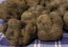 Tartufo Nero Pregiato
